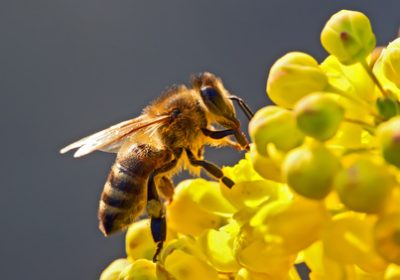 C&rsquo;EST BIENTÔT LE PRINTEMPS :