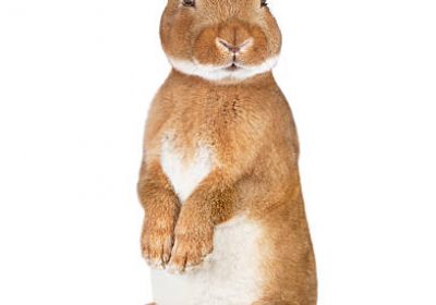 – AMUSONS NOUS – 2023 L&rsquo; ANNÉE DU LAPIN – BONNE ANNÉE !